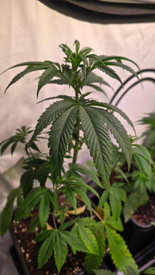 Orange Biscuite. Week 4