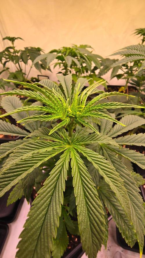 Karibean Mango. Week 4