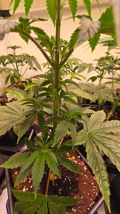 Karibean Mango. Week 4