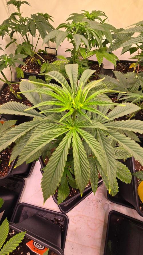 Karibean Mango. Week 4