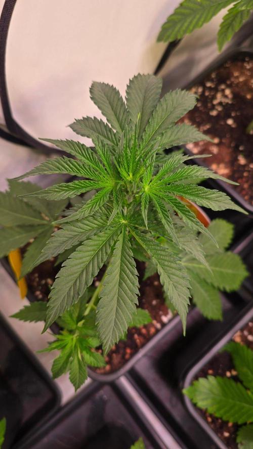 Mango Crack. Week 4