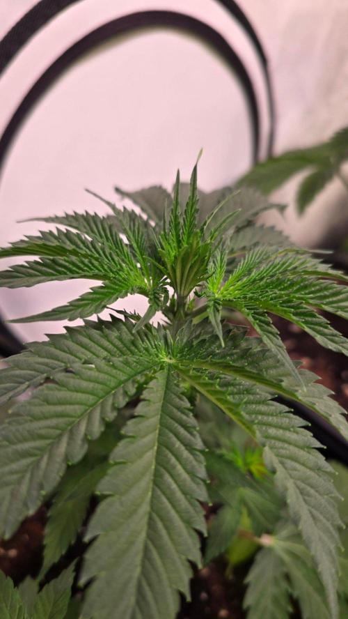 Mango Crack. Week 4