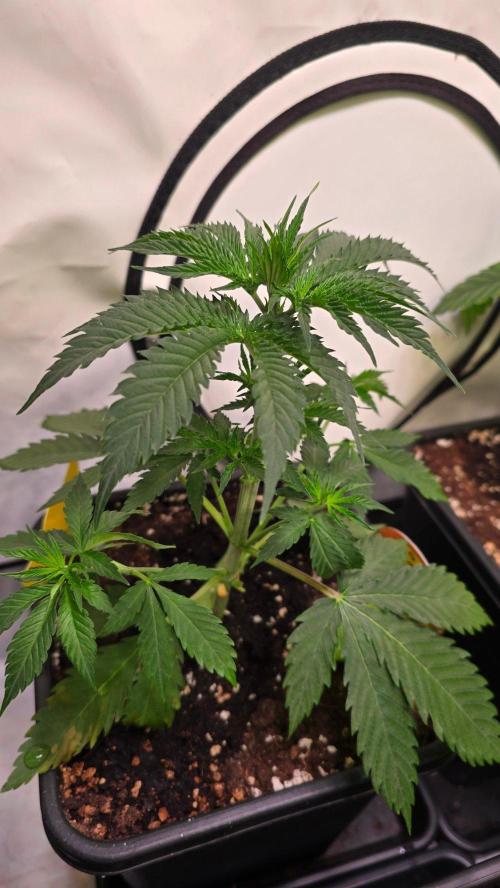 Mango Crack. Week 4