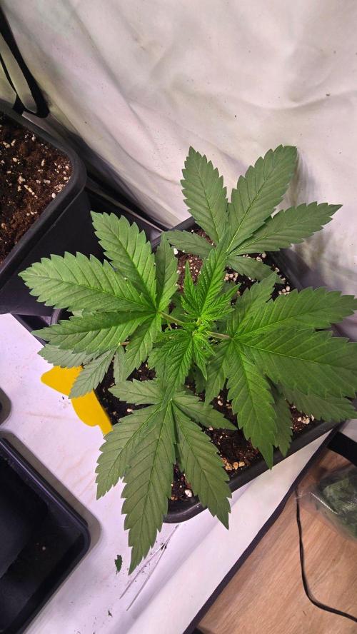 Banana Kush. Week 4