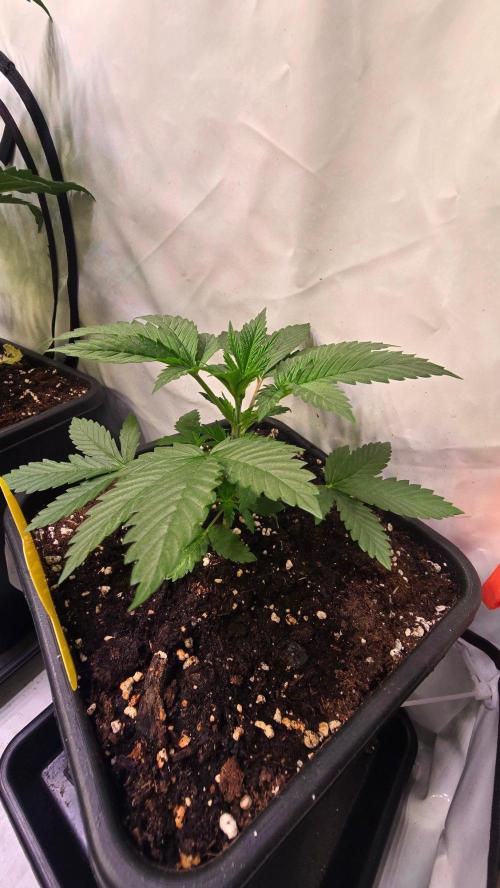 Banana Kush. Week 4