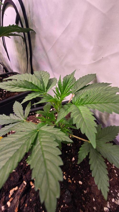 Banana Kush. Week 4