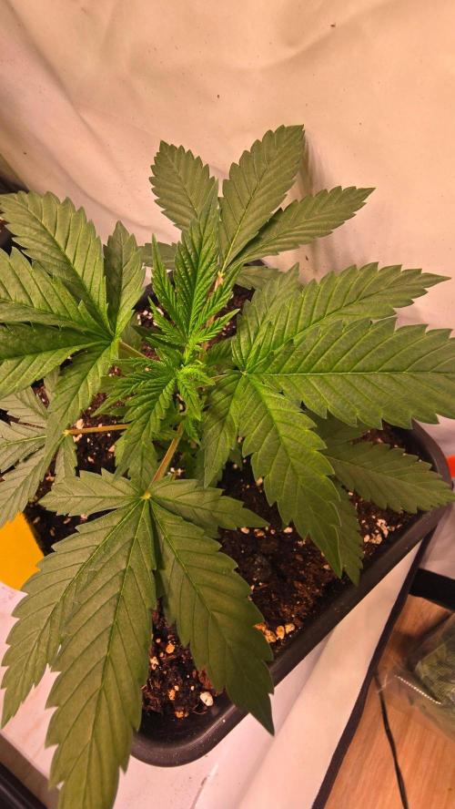 Banana Kush. Week 4