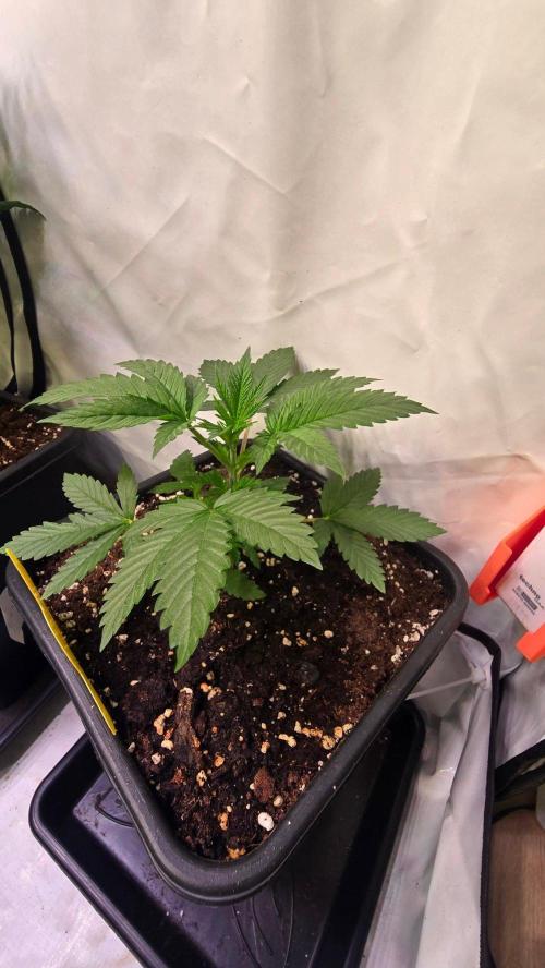 Banana Kush. Week 4