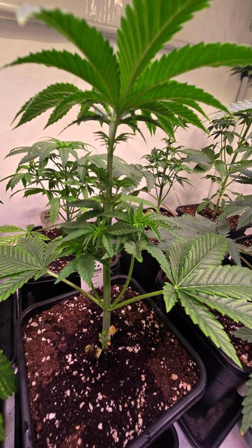 Melonade K. Week 4