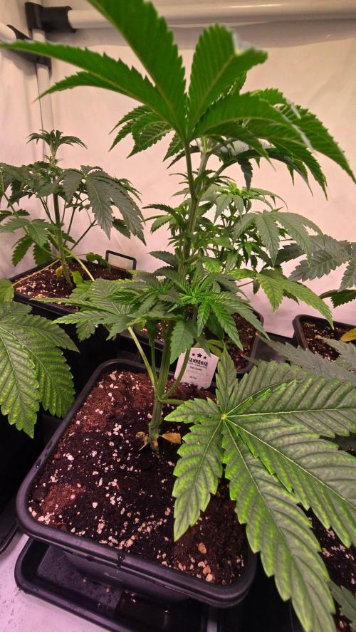 Melonade K. Week 4