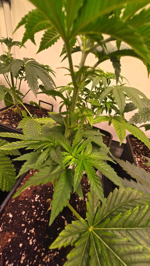 Melonade K. Week 4