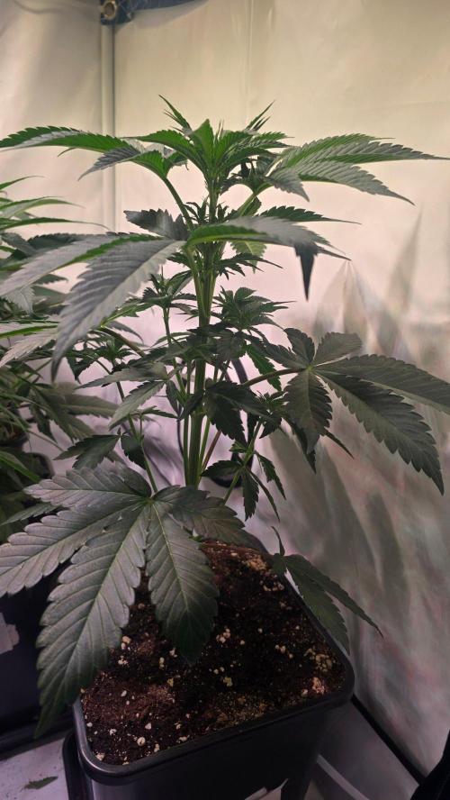 Sunset Peach. Week 5