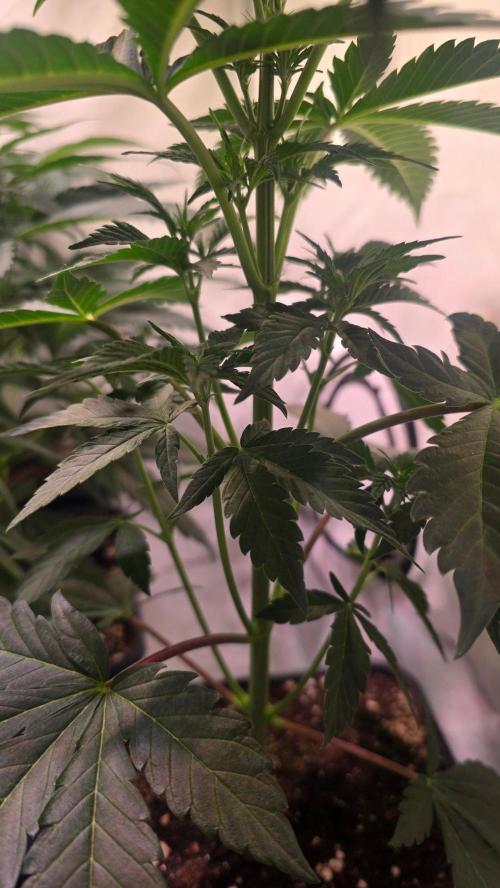 Sunset Peach. Week 5