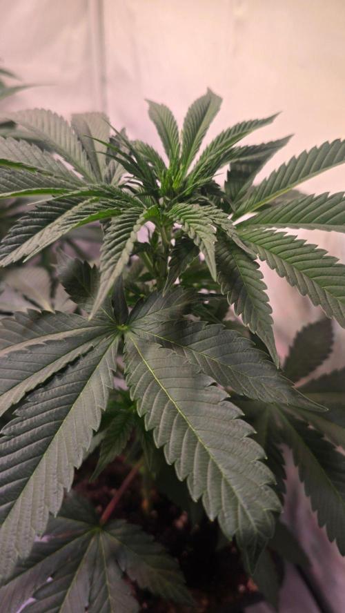 Sunset Peach. Week 5