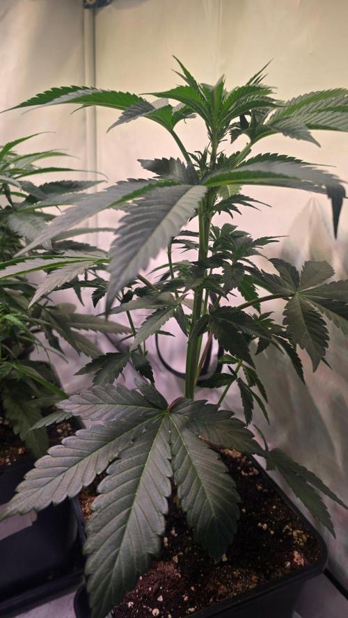 Sunset Peach. Week 5