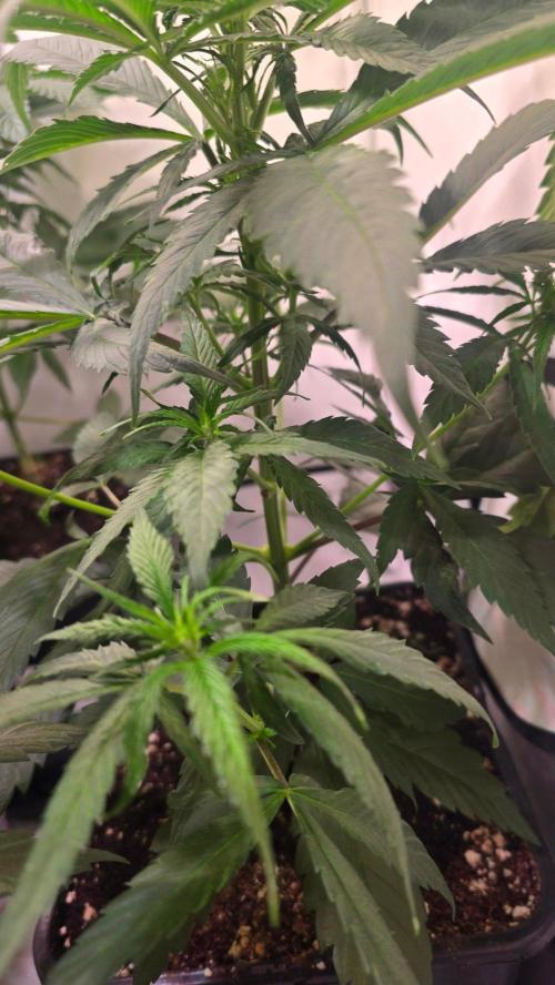 Papaya Jealousy. Week 5
