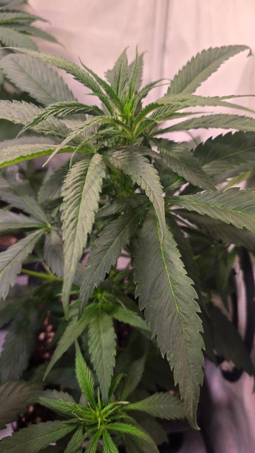 Papaya Jealousy. Week 5