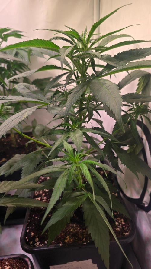 Papaya Jealousy. Week 5