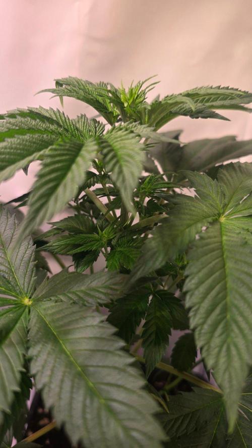 Dosimosa. Week 5