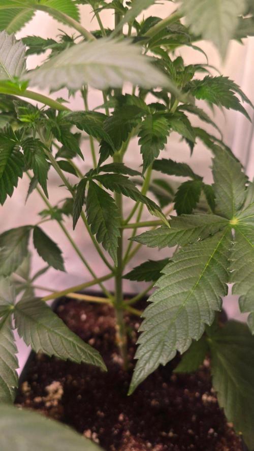 Dosimosa. Week 5