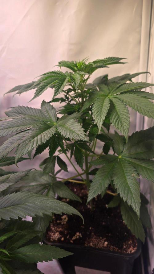 Dosimosa. Week 5