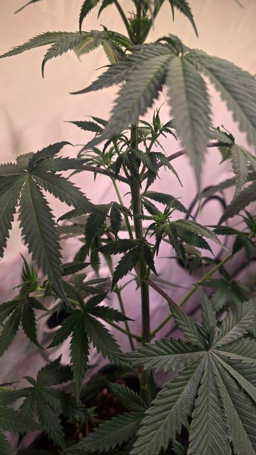 Black Cherry Punch. Week 5