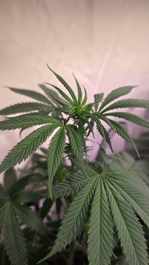 Black Cherry Punch. Week 5