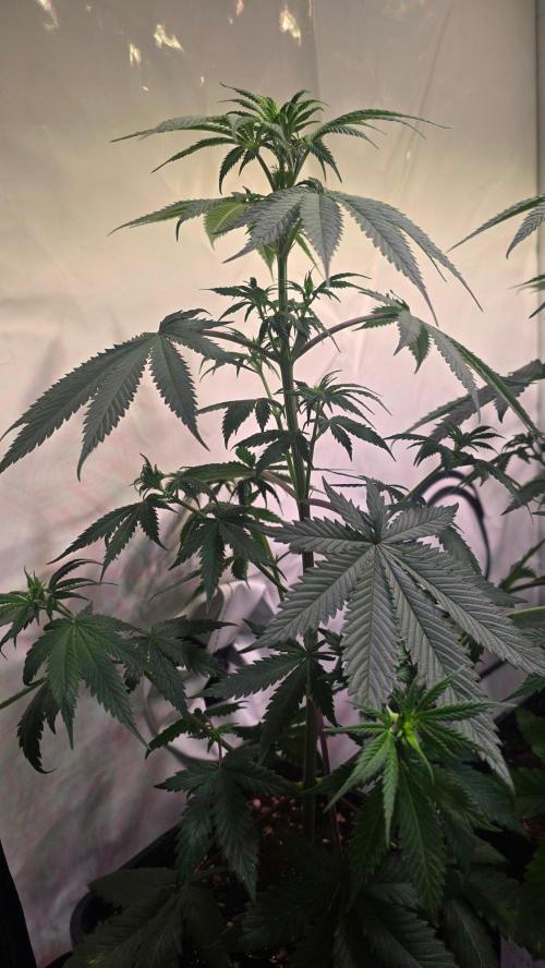 Black Cherry Punch. Week 5