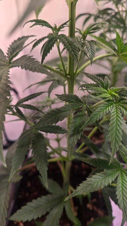 Purple Lemonade. Week 5