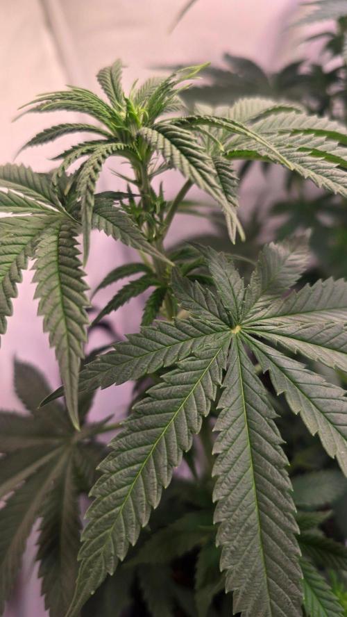 Purple Lemonade. Week 5