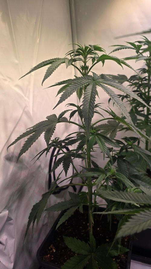 Purple Lemonade. Week 5