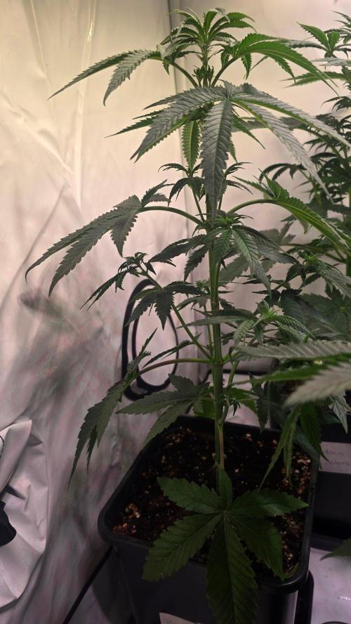 Purple Lemonade. Week 5