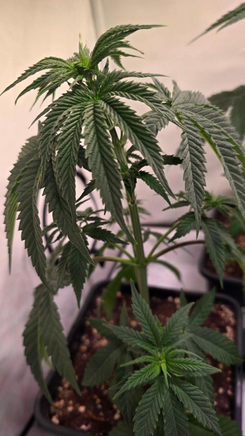 Purple Lemonade. Week 5