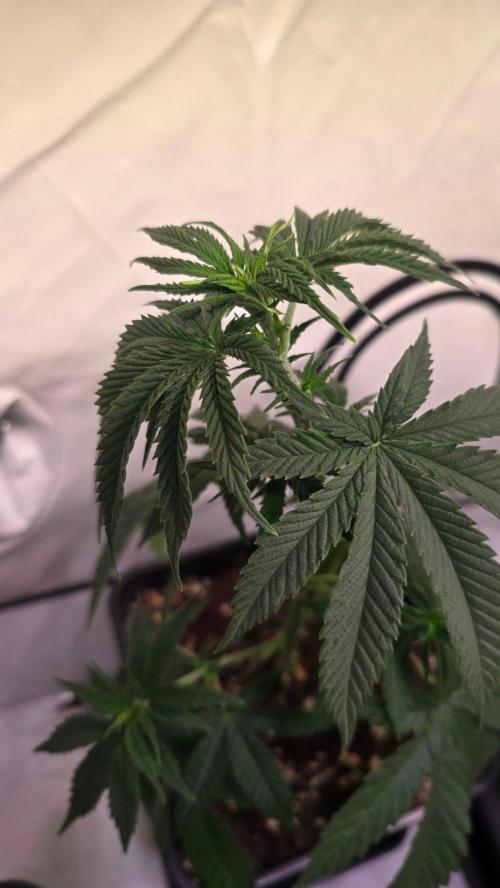 Purple Lemonade. Week 5