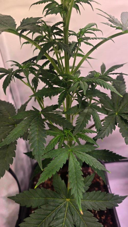 Mandarin Cookies. Week 5