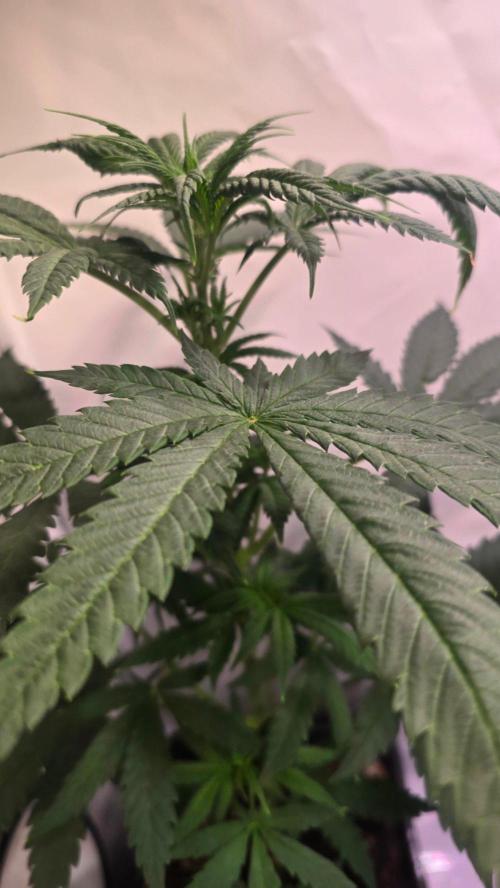 Mandarin Cookies. Week 5