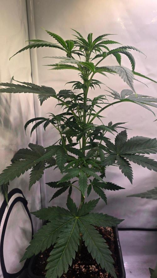 Mandarin Cookies. Week 5