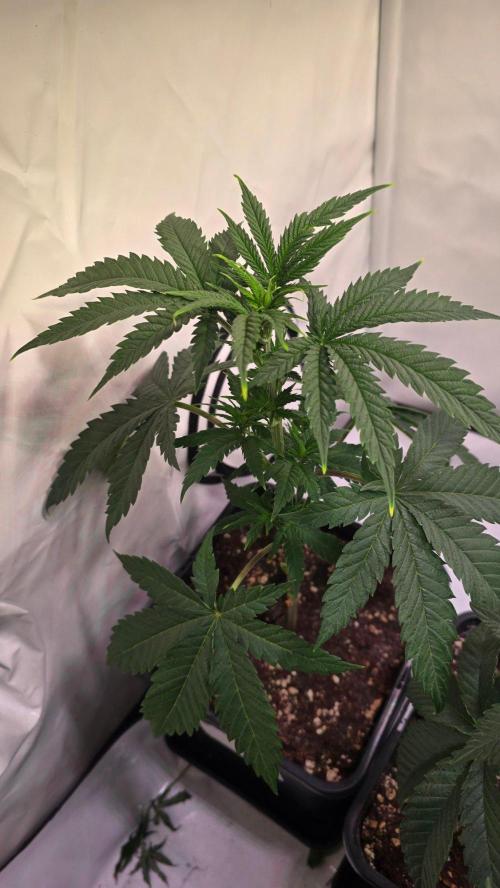 Mandarin Cookies. Week 5