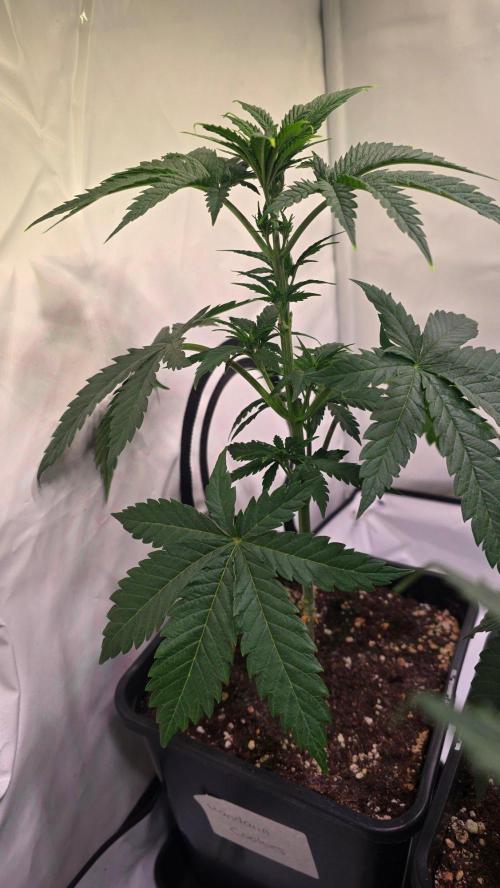 Mandarin Cookies. Week 5