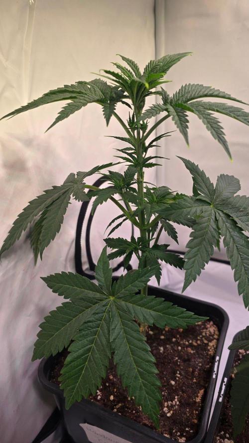 Mandarin Cookies. Week 5