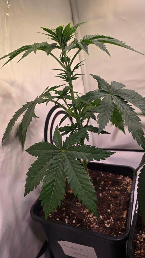 Mandarin Cookies. Week 5
