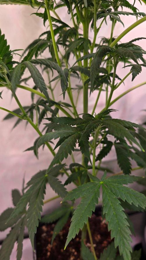 Mandarin Cookies. Week 6