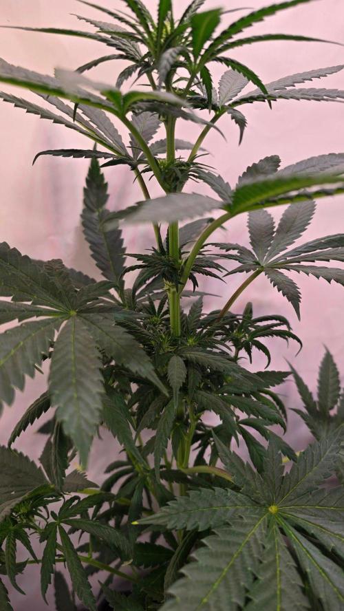 Mandarin Cookies. Week 6