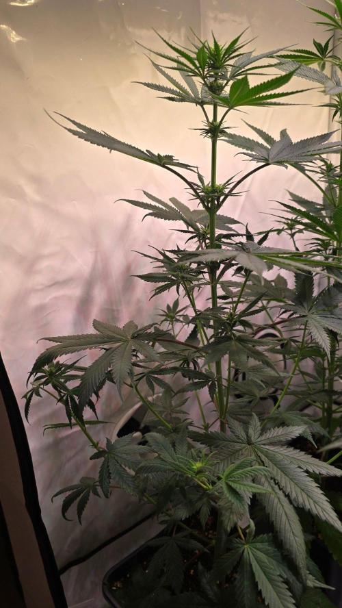 Black Cherry Punch. Week 6