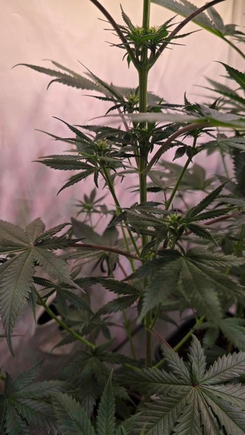 Black Cherry Punch. Week 6