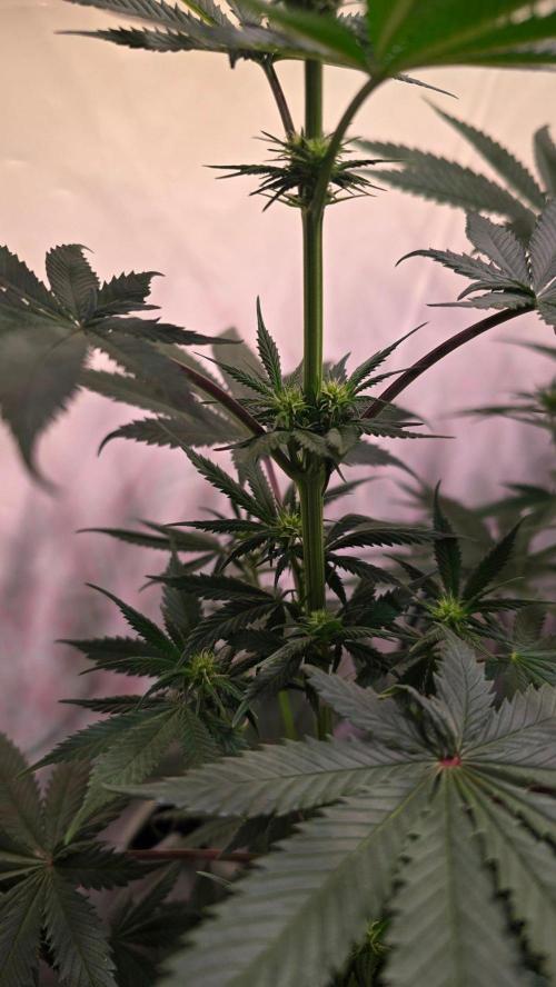 Black Cherry Punch. Week 6