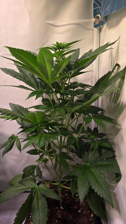Dosimosa. Week 6