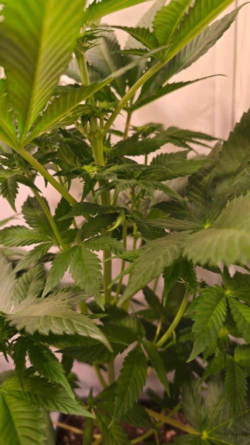 Dosimosa. Week 6