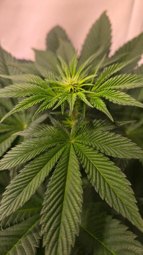 Dosimosa. Week 6