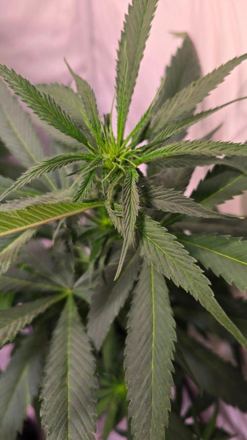 Papaya Jealousy. Week 6